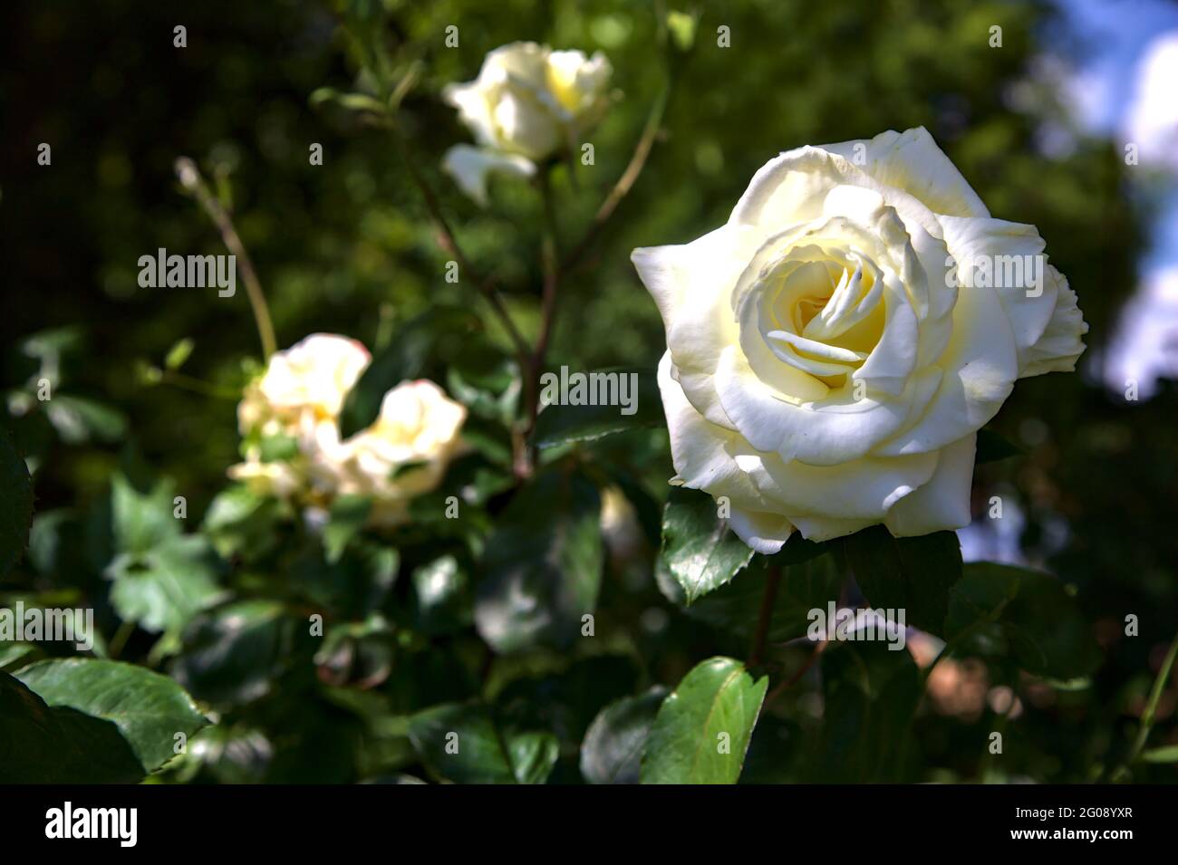 White roses in bloom seen up close Stock Photo - Alamy