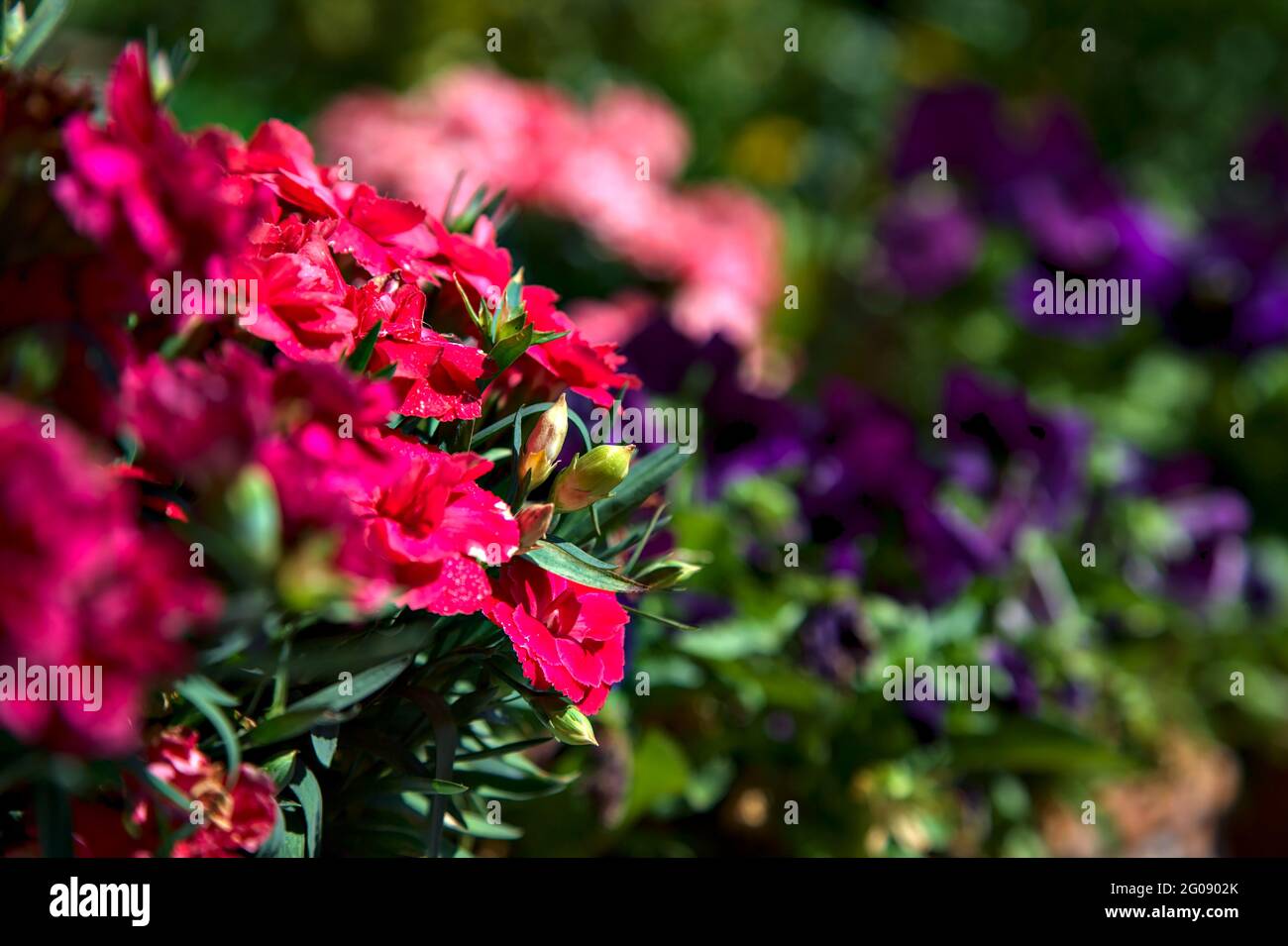Potted carnations in bloom seen up close Stock Photo