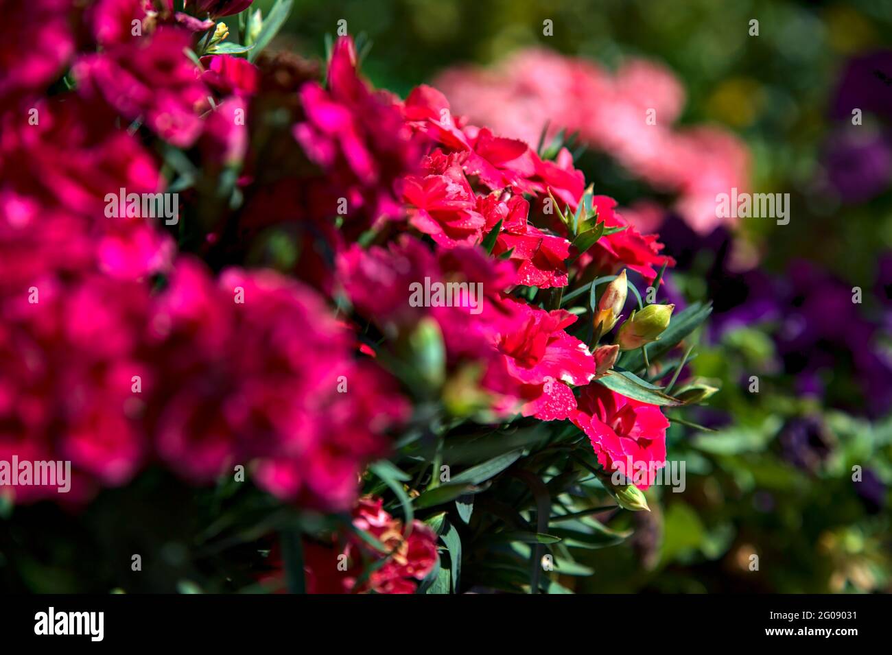 Potted carnations in bloom seen up close Stock Photo