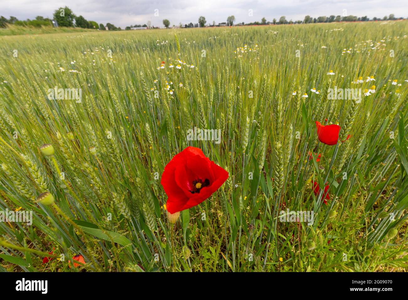 Tuscan countryside with poppies hi-res stock photography and images - Alamy
