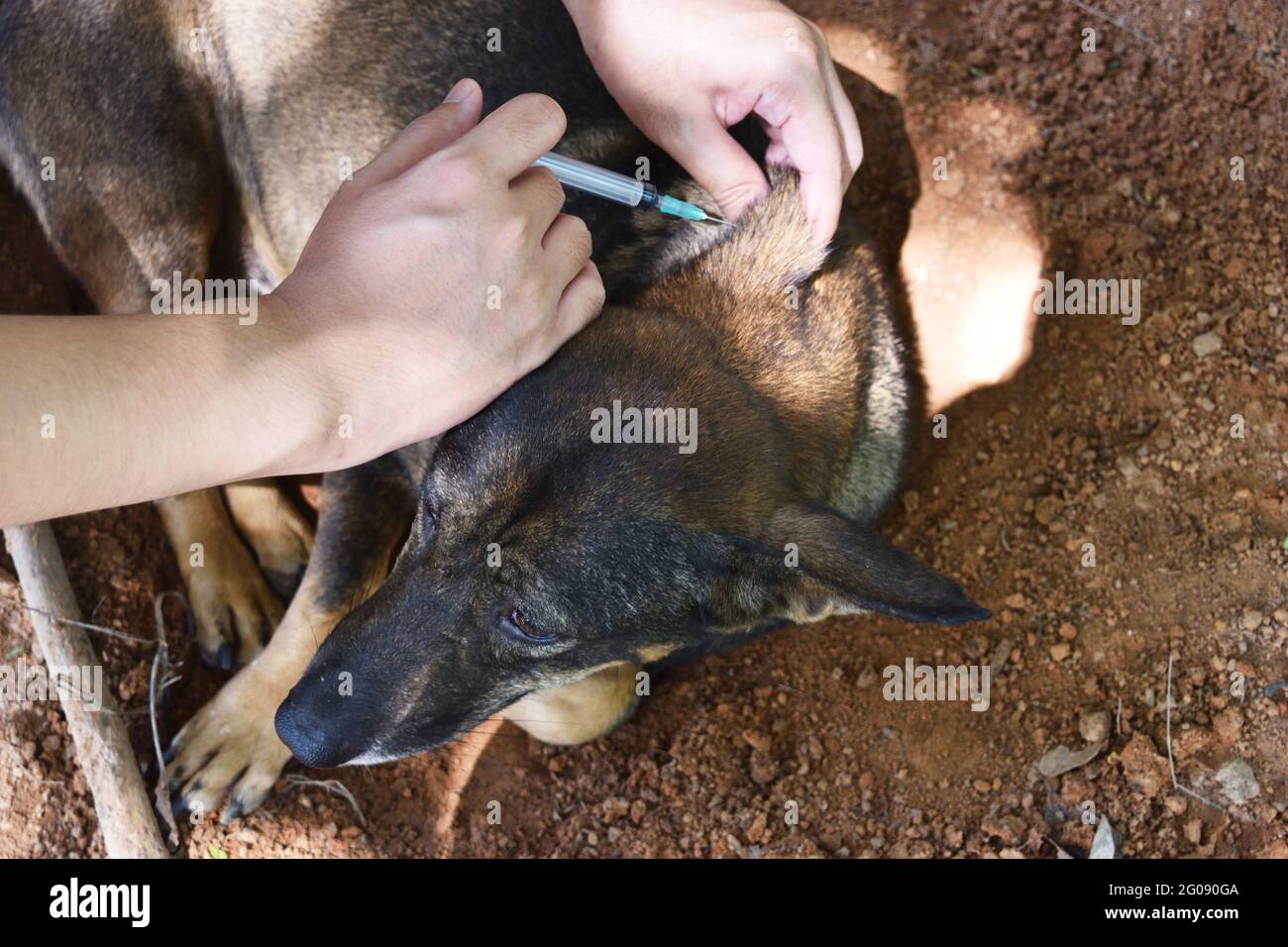 The dog was vaccinated by a syringe inserted under the skin, Rabies vaccination to pets Stock Photo