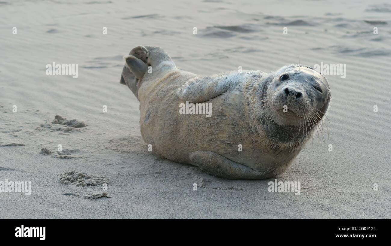 seal lying on the beach Stock Photo - Alamy