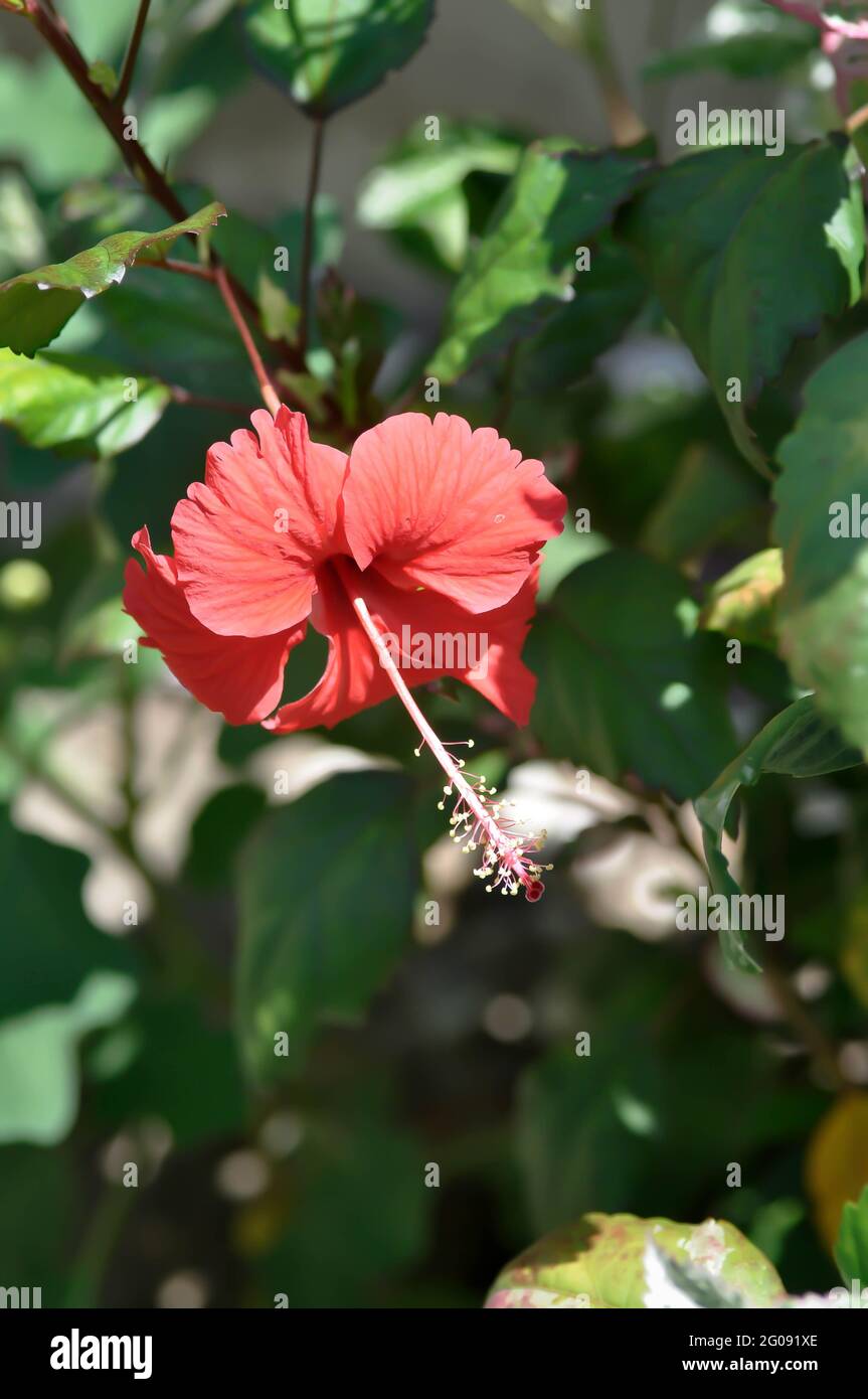 Chinese rose or Hibiscus, red flower Stock Photo