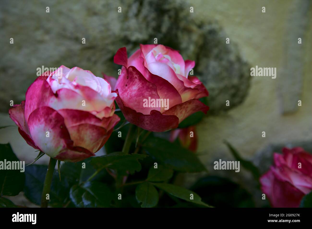 White rose with red tips and a stone wall as background Stock Photo Alamy