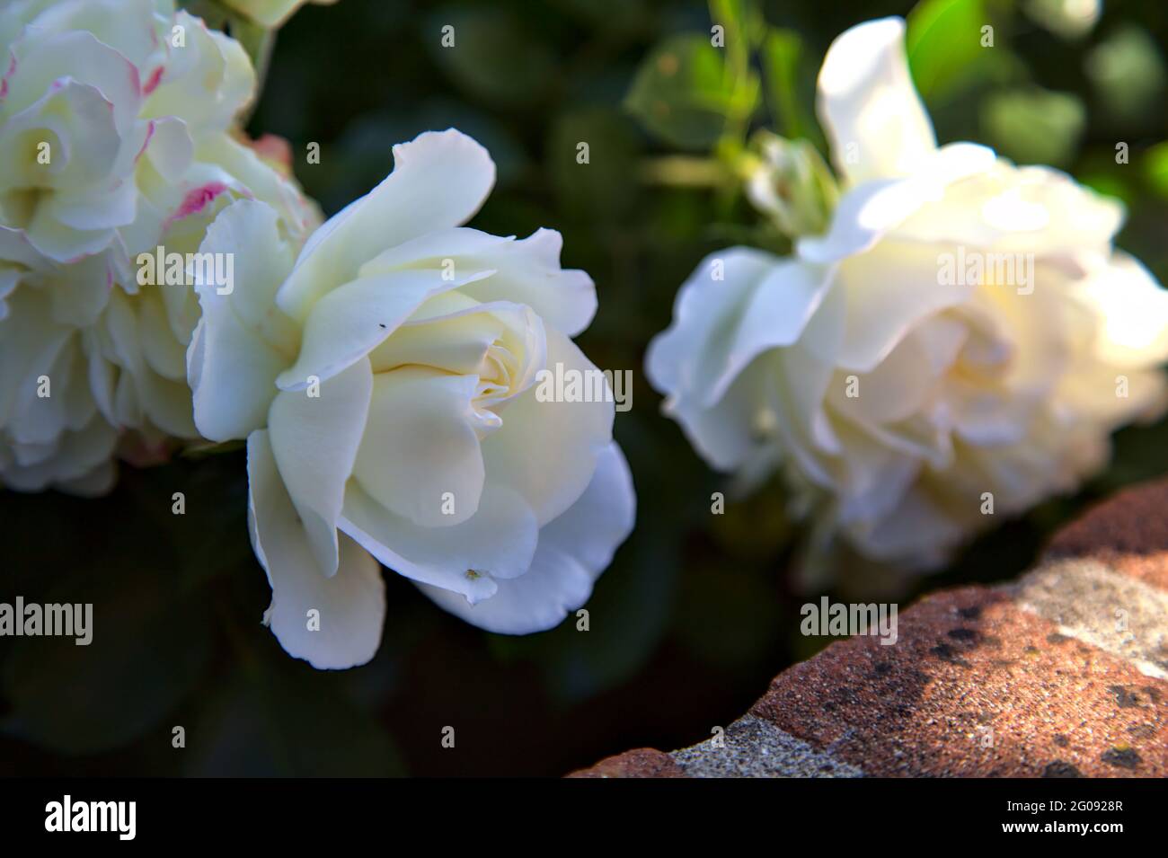 White ground cover roses seen up close Stock Photo Alamy