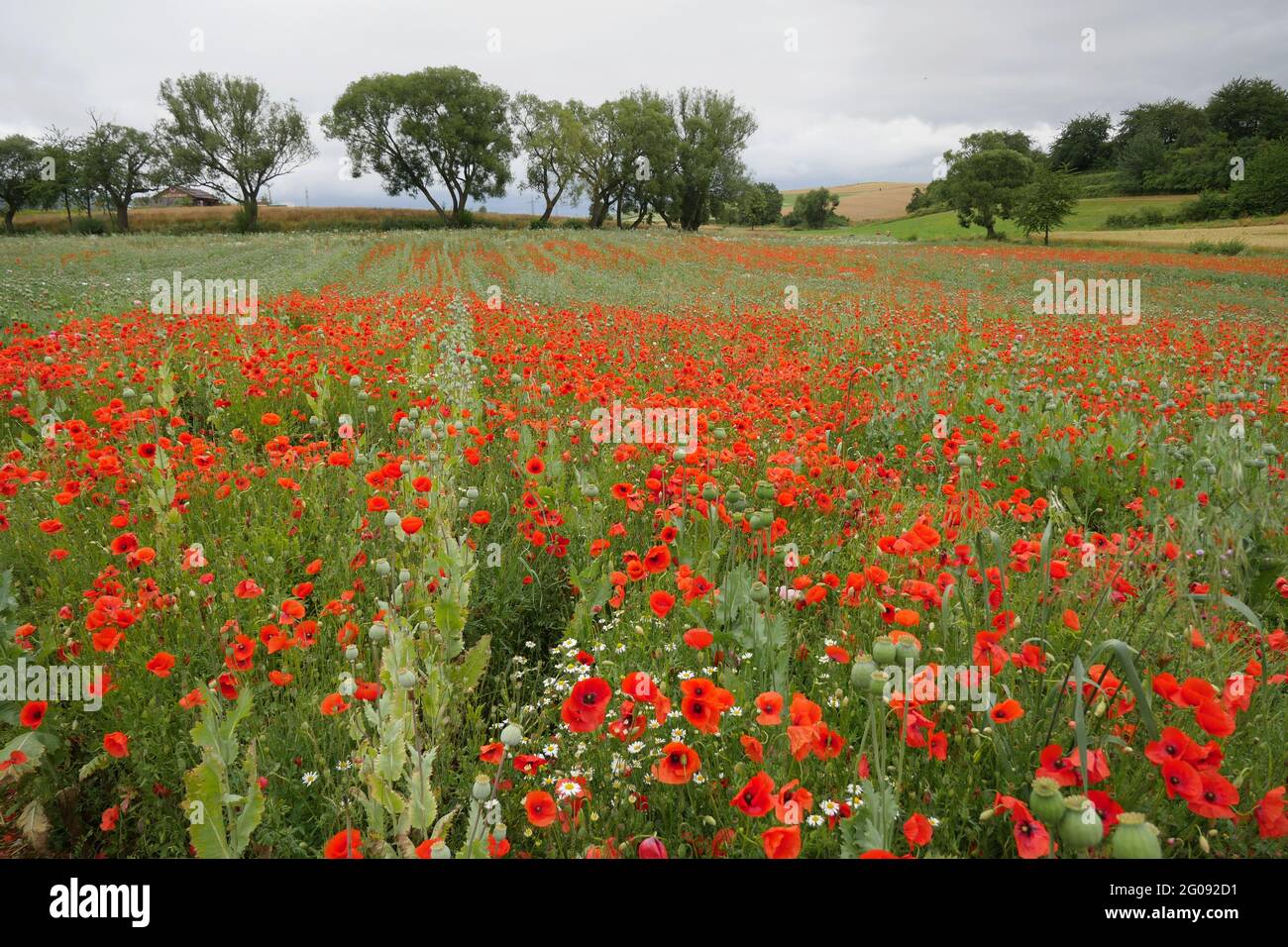 Flower fields of poppies, wild flowers and sunflowers Stock Photo
