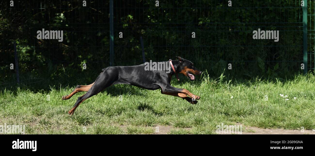 One beautiful Doberman running fast Stock Photo