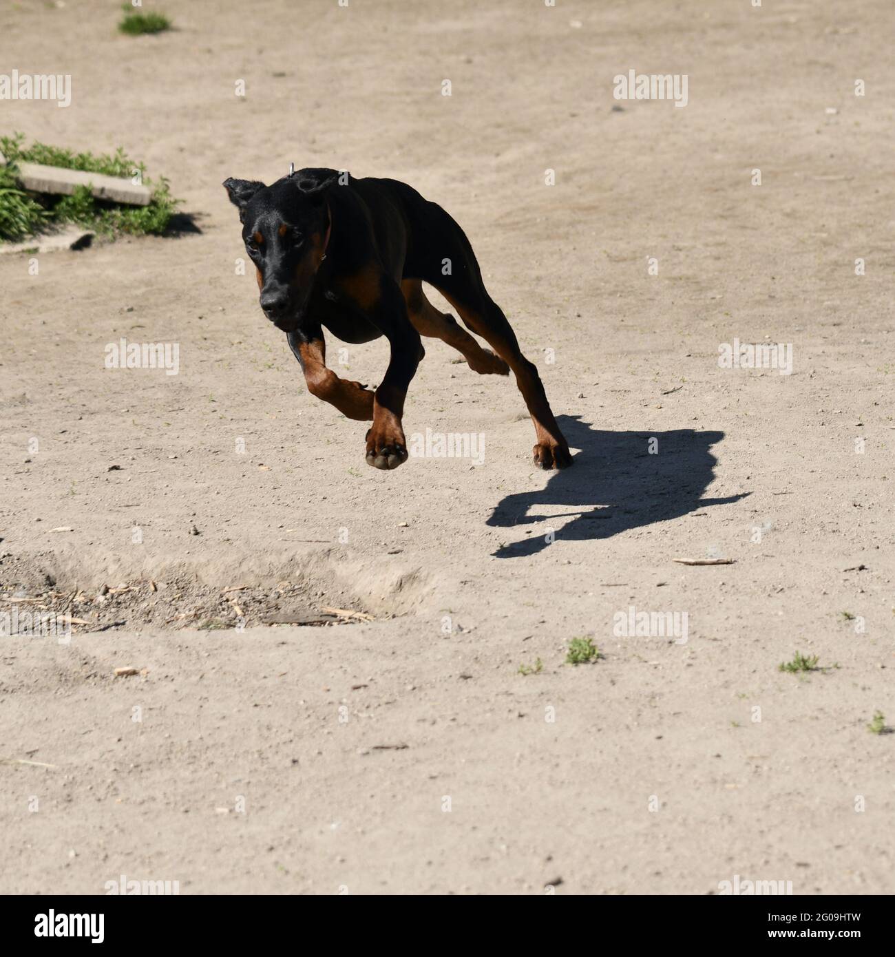 One beautiful Doberman running fast Stock Photo