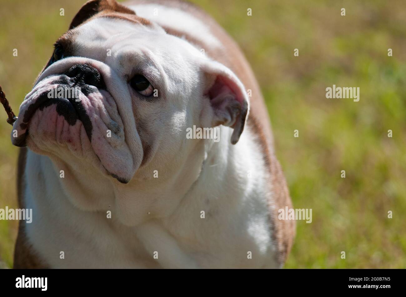 Bulldog face close up Stock Photo