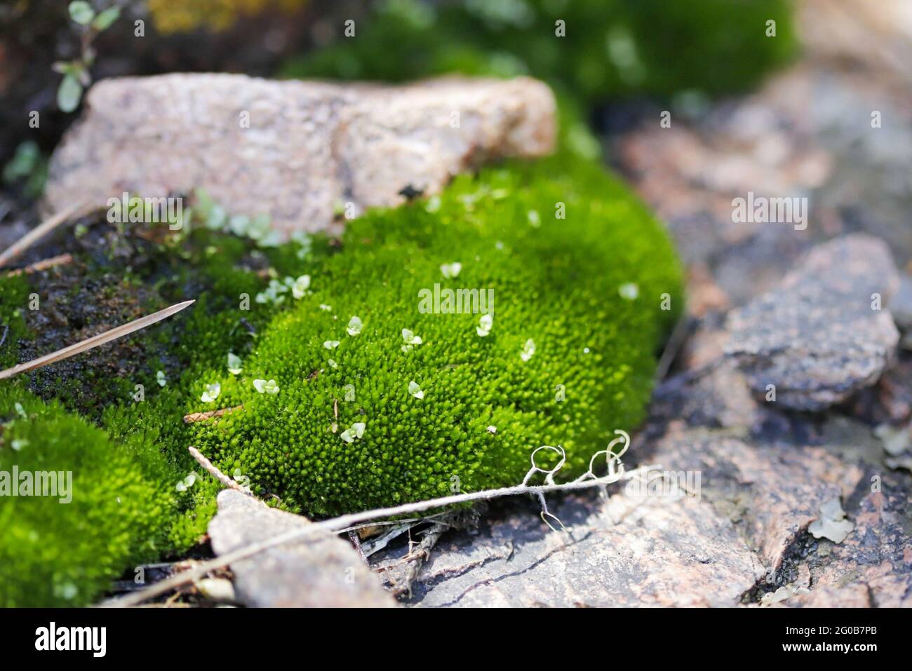 Closeup shot of tiny little heath pearlwort flowers on green moss Stock Photo