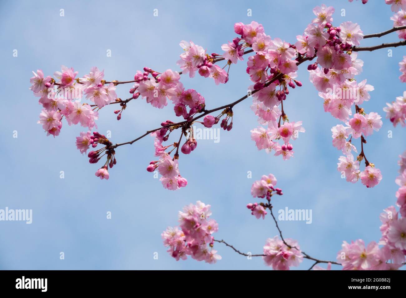 Cherry tree blossoms Pink Prunus branch against blue sky, spring Stock Photo