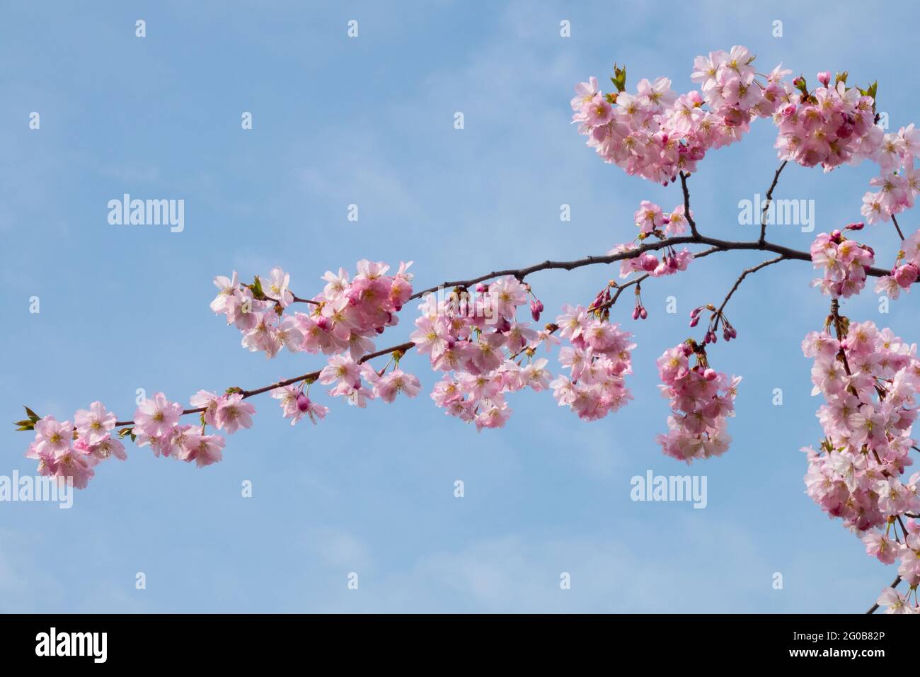 Prunus cherry tree branch blooming, pink blossoms Stock Photo