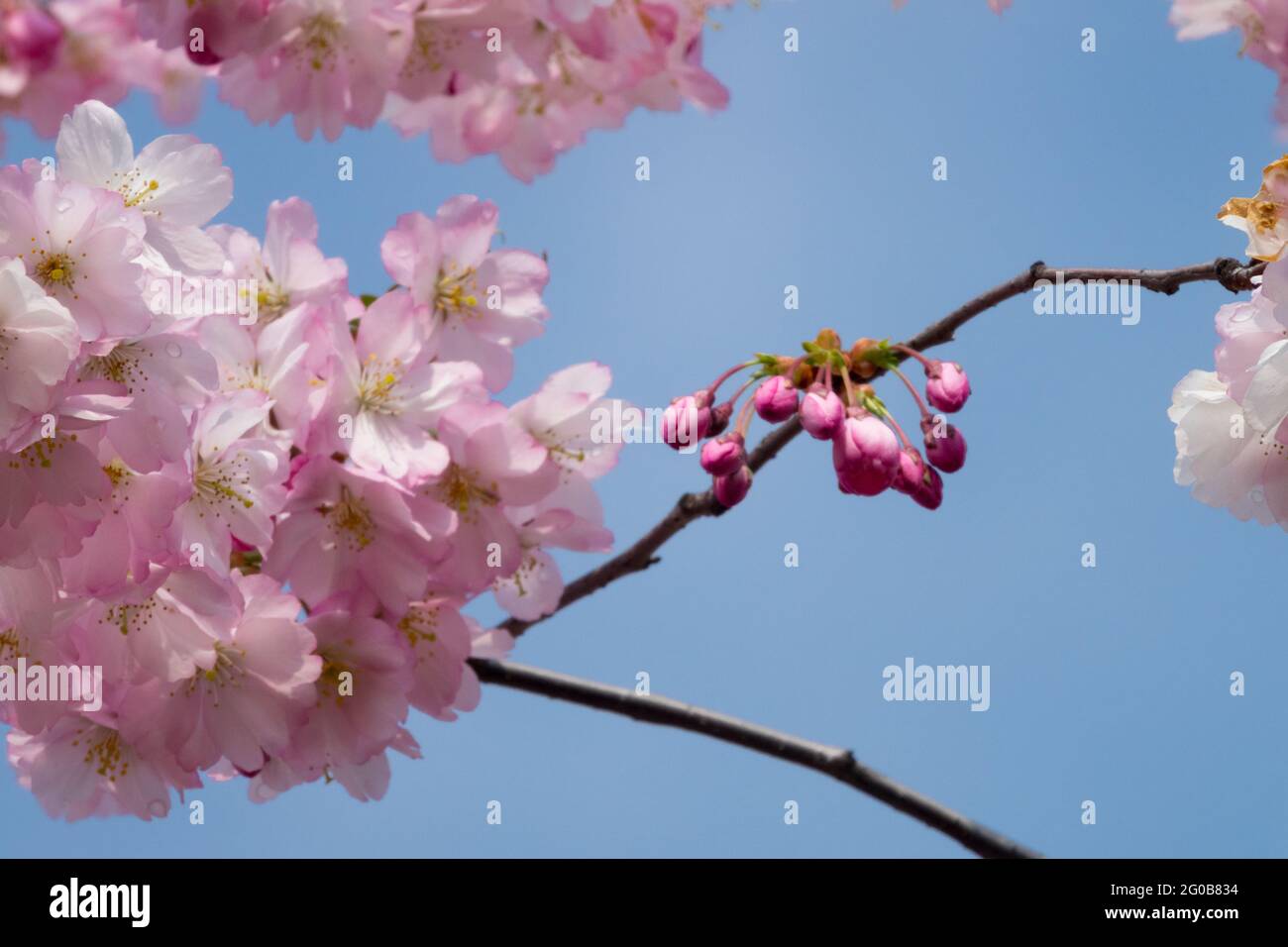 Cherry tree blossom, rose spring blooms on twigs Stock Photo