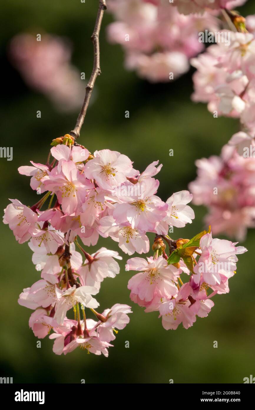 Japanese cherry tree blossoms Pink prunus blooms Stock Photo
