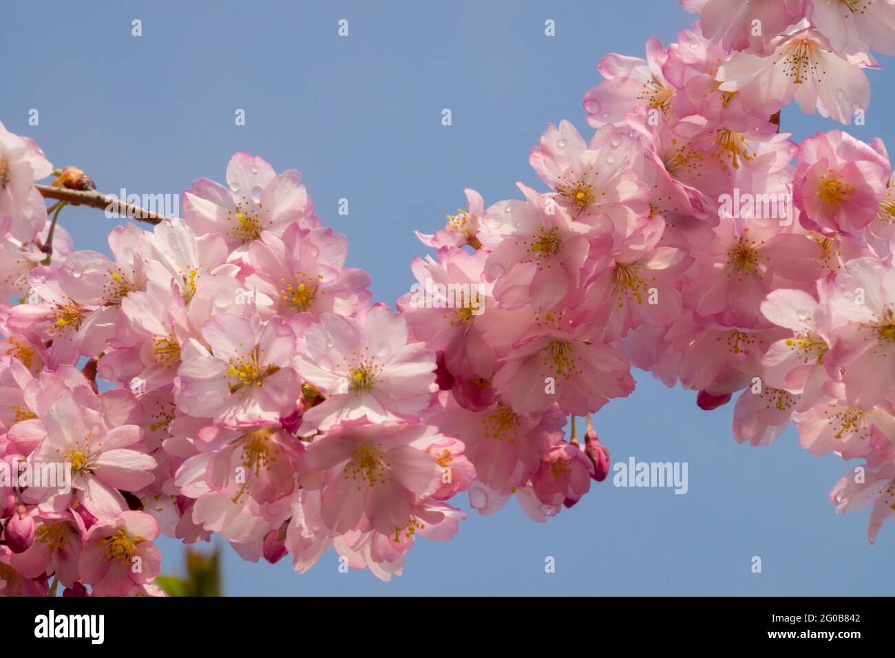 Close up of Prunus subhirtella cherry tree blossom flowering branch ...