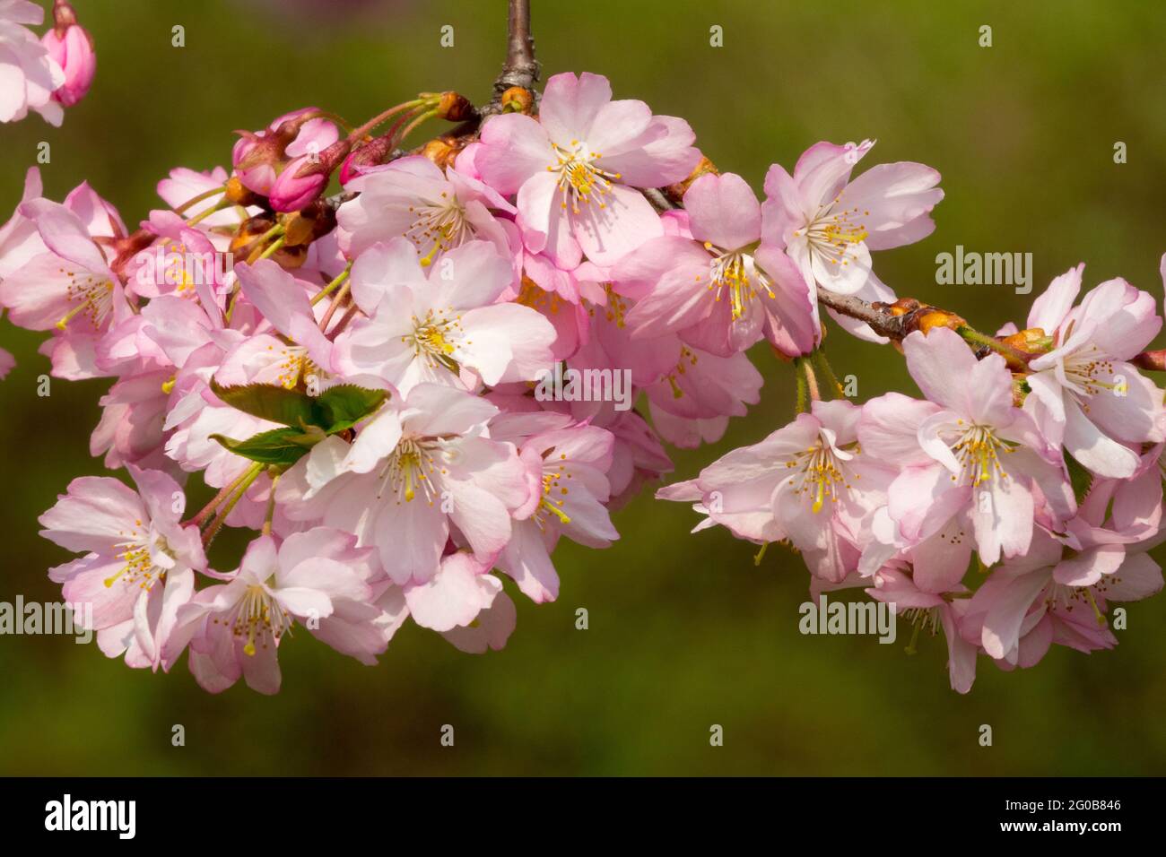 Japanese cherry blossom Prunus Cherry blossoms Rose Pink Close-up Flower Stock Photo