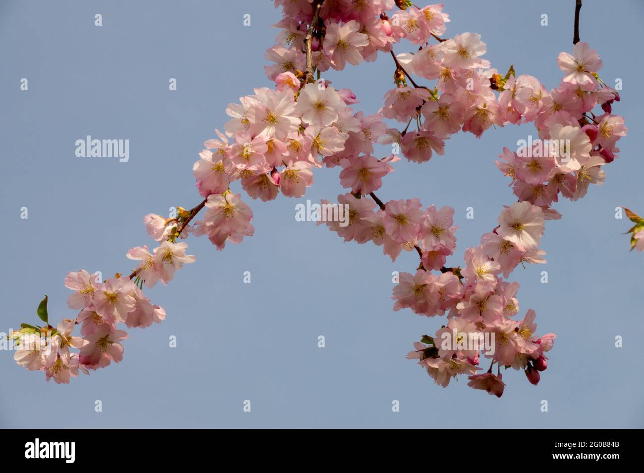 Japanese cherry Blossom Prunus Stock Photo