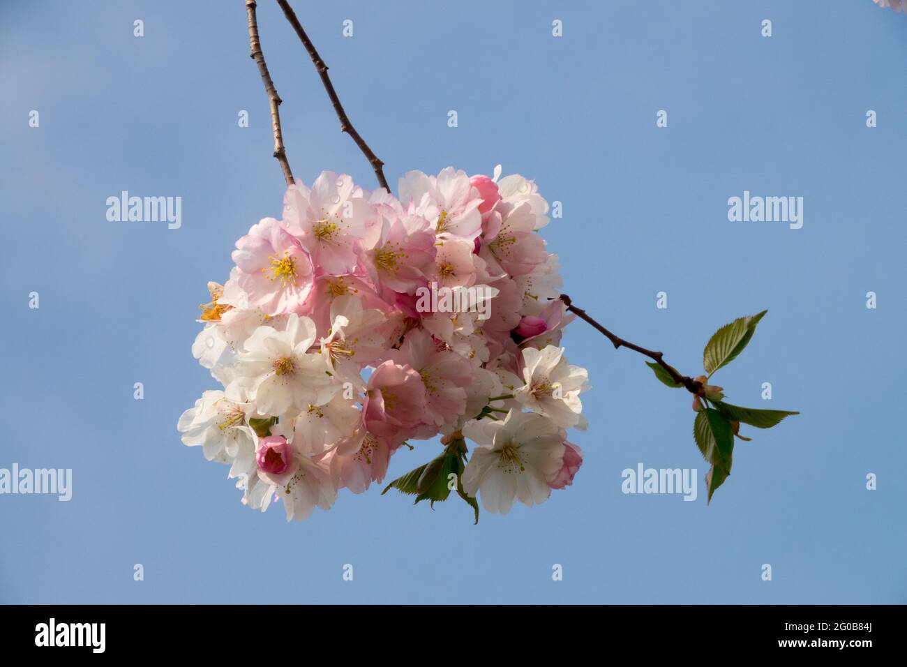 Pink cherry blossoms branch Stock Photo - Alamy