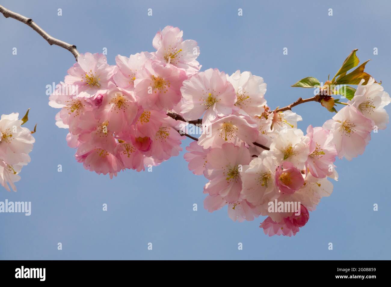 Japanese cherry tree blossom Pink prunus flowers Stock Photo