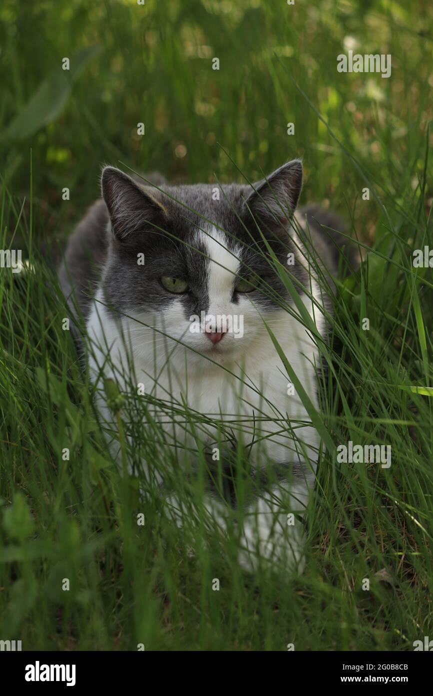 Portrait of a gray-white cat with green eyes in the green grass. A beautiful smoky cat lies in the grass outdoors, green eyes half-closed. Stock Photo