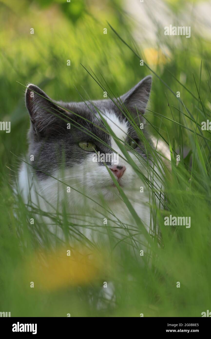 A gray smoky cat with a piercing gaze of green eyes lies in green grass with yellow dandelions. Portrait of a gray and white cat with green eyes. Stock Photo