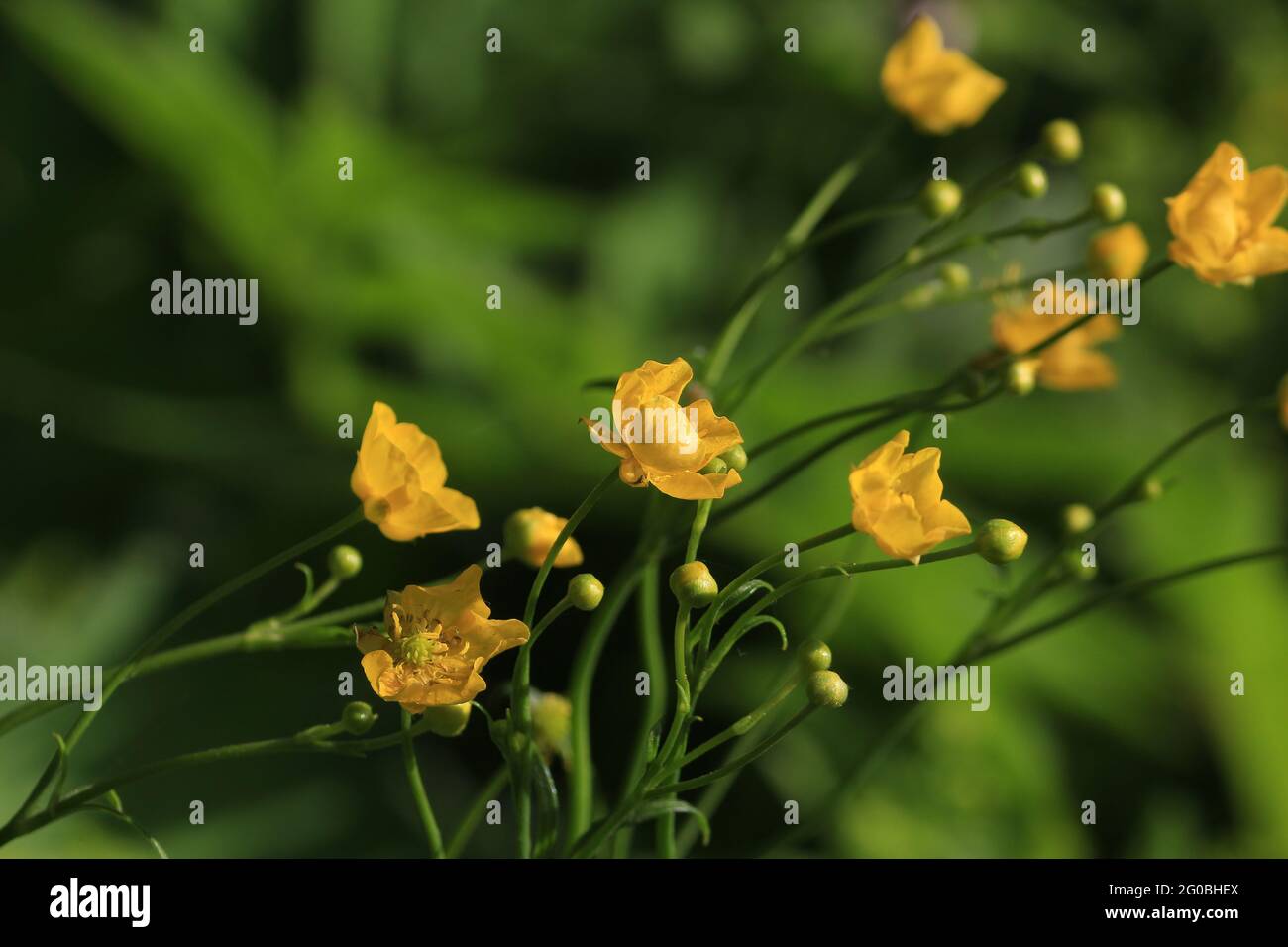 Goldilocks Buttercup, Ranunculus auricomus. Yellow flowers on a green background in bright sunlight. Sunny yellow buttercups close up. Horizontal. Stock Photo