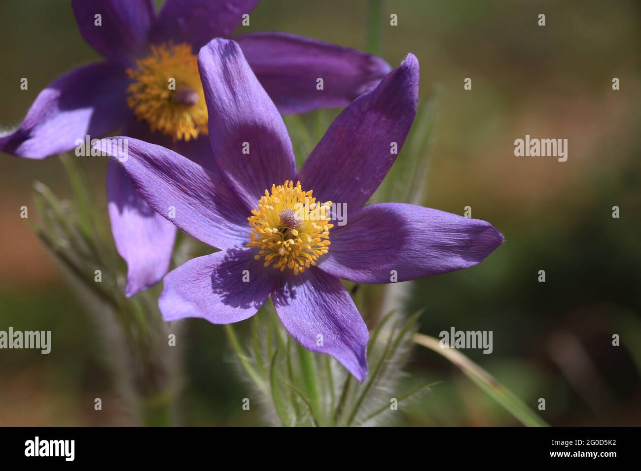 Violet-yellow spring flowers on sunny forest glade in springtime. Purple snowdrops close-up in sunlight. Pulsatilla patens, eastern pasqueflower. Stock Photo