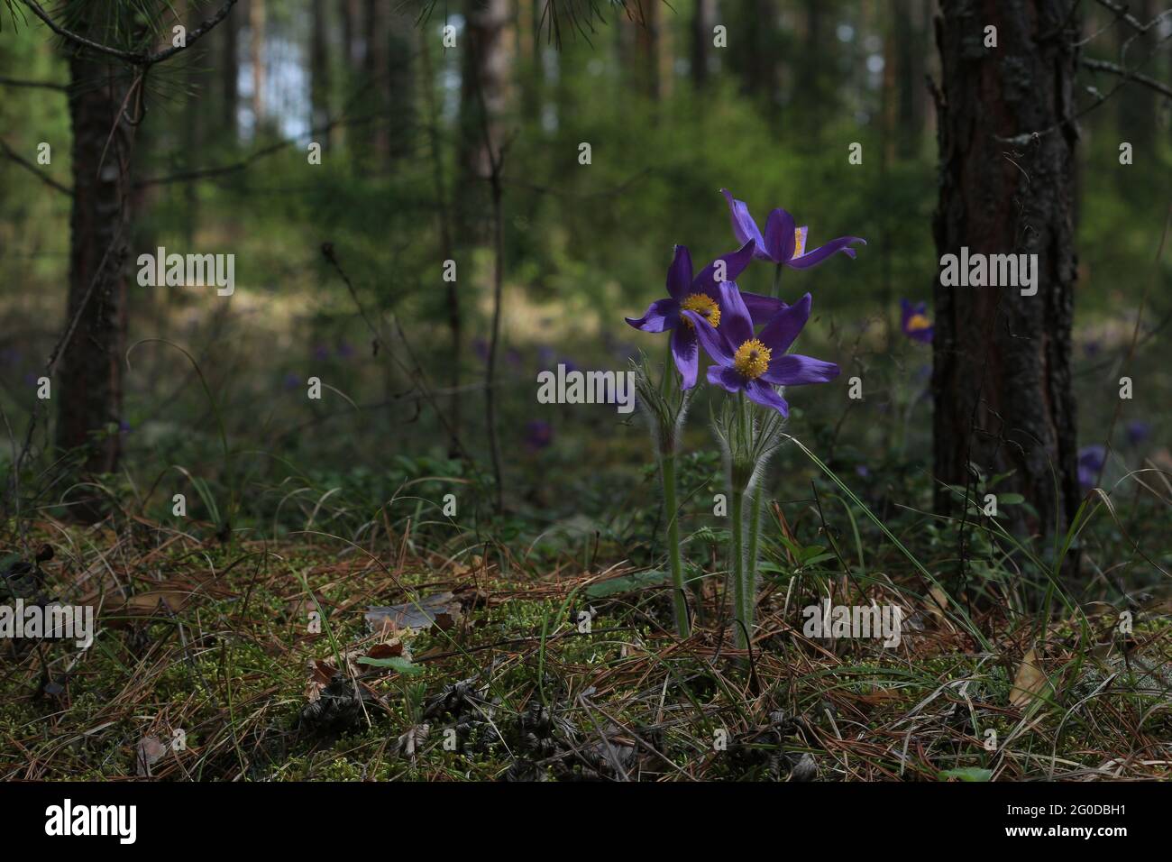 Pulsatilla patens or eastern pasqueflower. Purple hairy flowers with yellow center outdoors close-up in springtime in a forest glade. Stock Photo