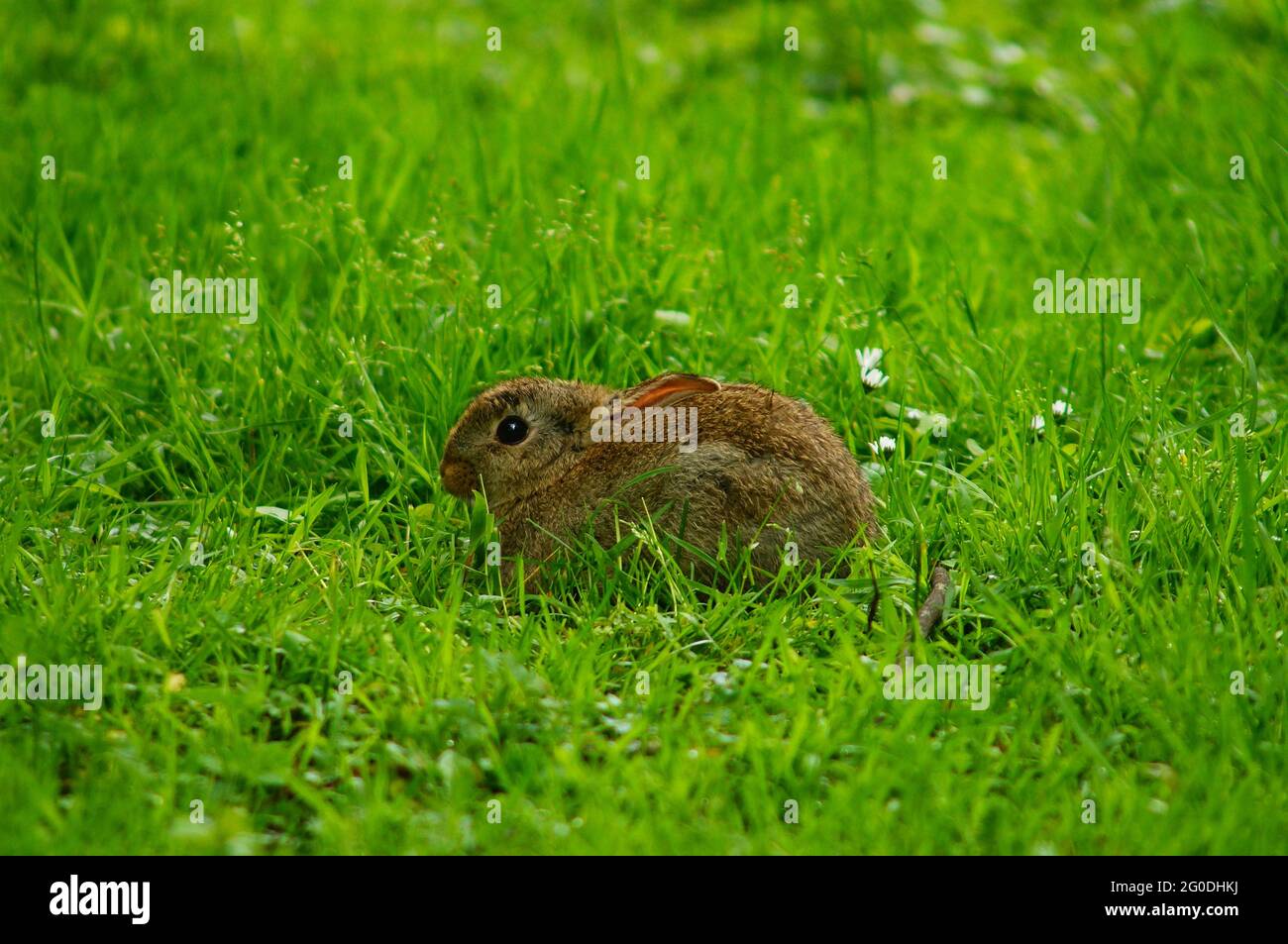 A frightened baby rabbit is unsure whether to escape Stock Photo Alamy
