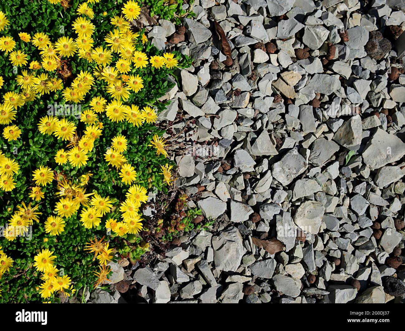 stone ground flower