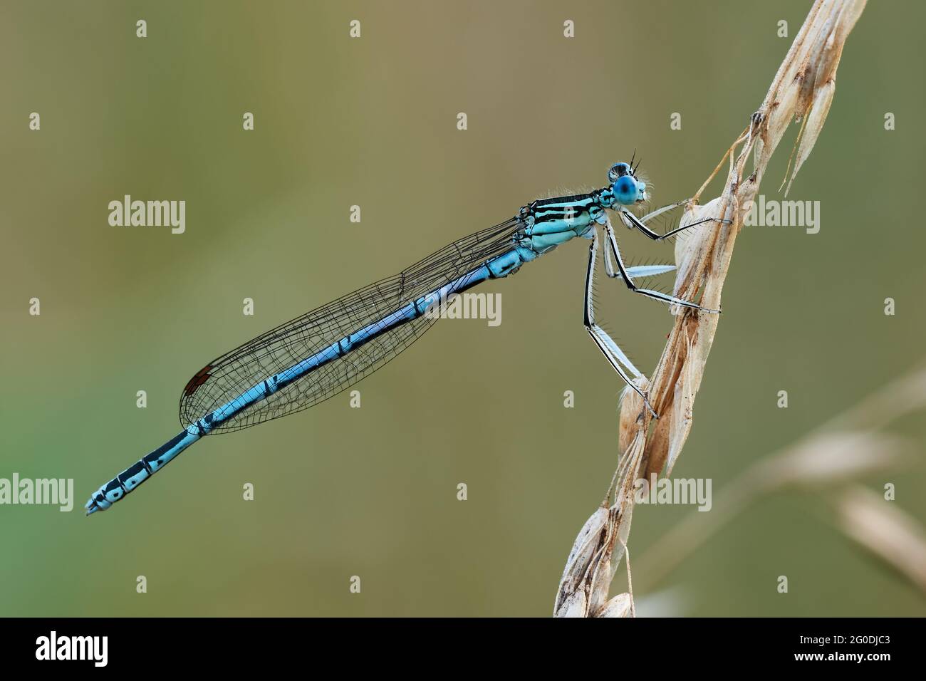 White legged damselfly male sitting motionless on dry grass at dusk ...