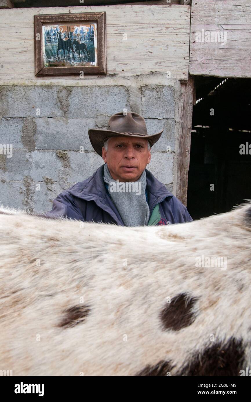 Carpinone (IS),Molise Region,Italy:The head of the Sarachella family takes care of the horses on his farm near Isernia. Stock Photo