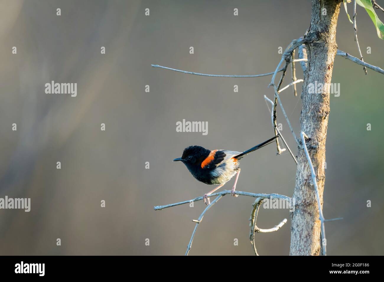 Long tapered tail of the Red-backed fairy wren perched on branch  on its way to foraging for food on the Townsville Common in Queensland, Australia. Stock Photo