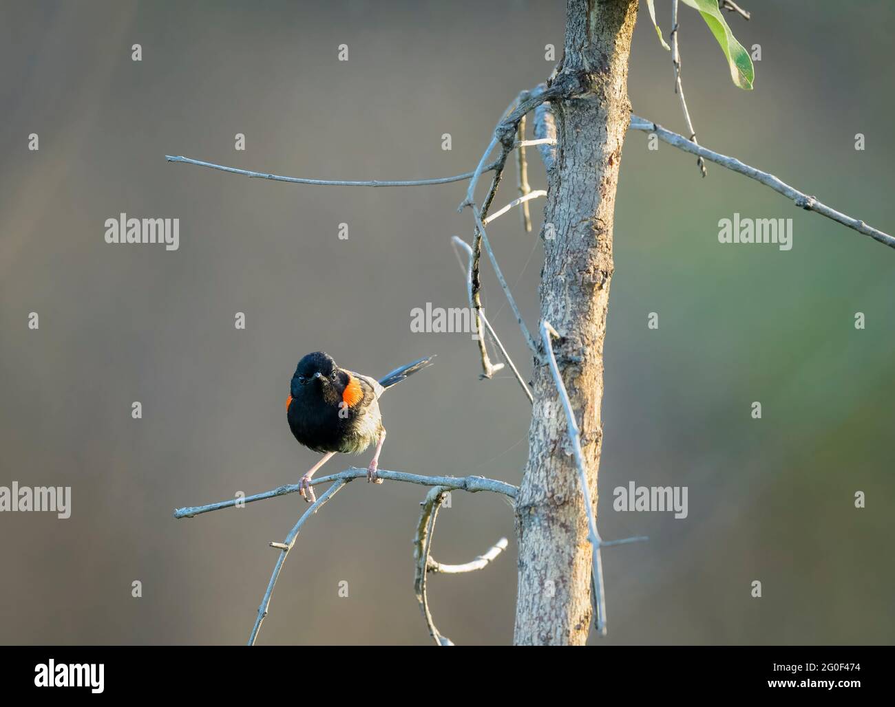 Long tapered tail of the Red-backed fairy wren perched on branch  on its way to foraging for food on the Townsville Common in Queensland, Australia. Stock Photo