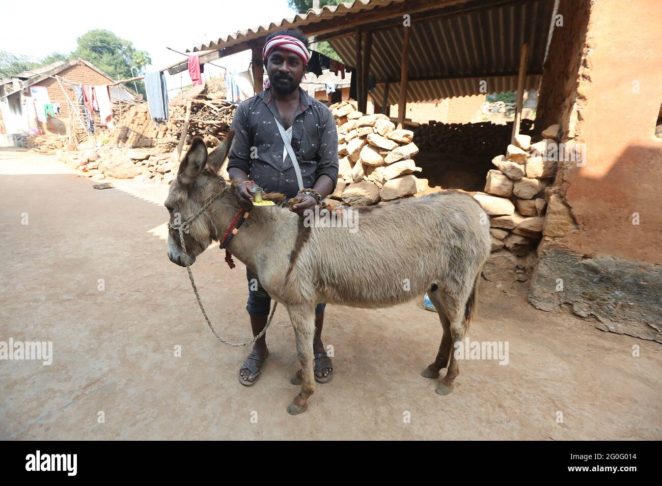 LANJIA SAORA TRIBE. Fresh Donkey milk sold in Puttasingh village Odisha, India. Donkey milk is not easily available but the milk is extremely nutritio Stock Photo