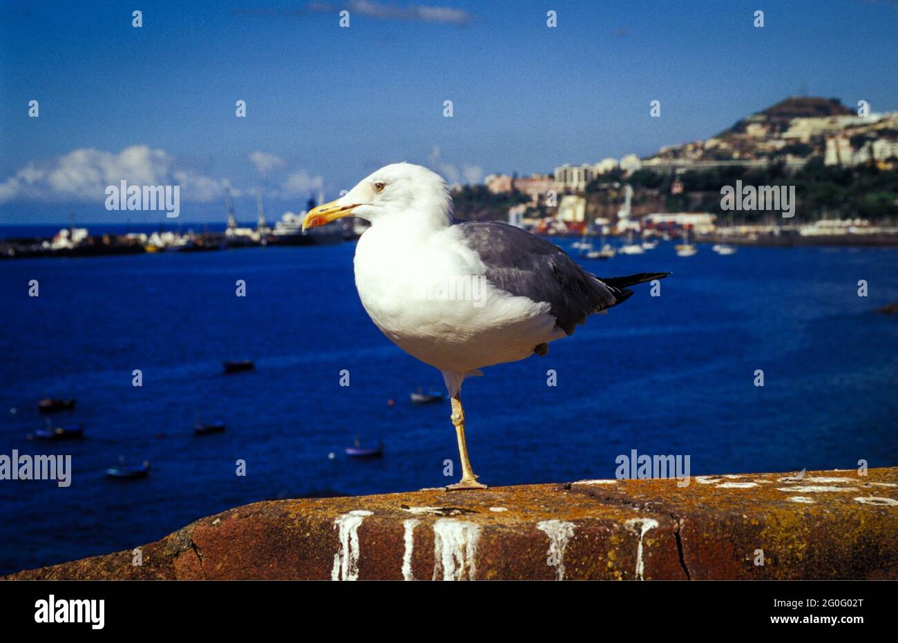 Vogelperspektive: Eine Möwe beobachtet gelassen von der Mauer der Festung Sao Tiago das Treiben im Hafen von Funchal. - A birds' view of the harbour. A seagull sitting relaxed on the wall of the fortress of Sao Tiago watches the coming and going in the harbour of Funchal. Stock Photo