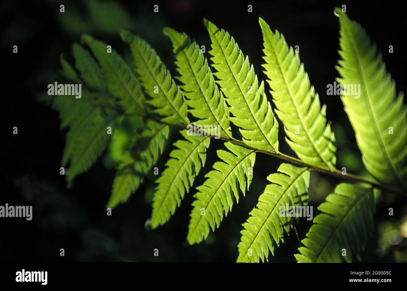 Farn auf a hires stock photography and images Alamy
