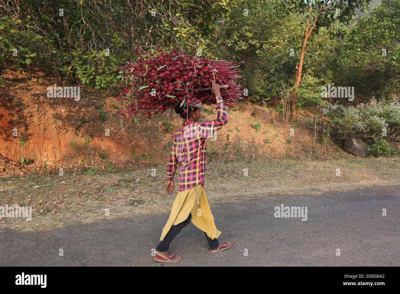 LANJIA SAORA TRIBE. Woman carrying a bundle of red roselle or ambadi collected from the forest. Hibiscus sabdariffa. Odisha, India Stock Photo
