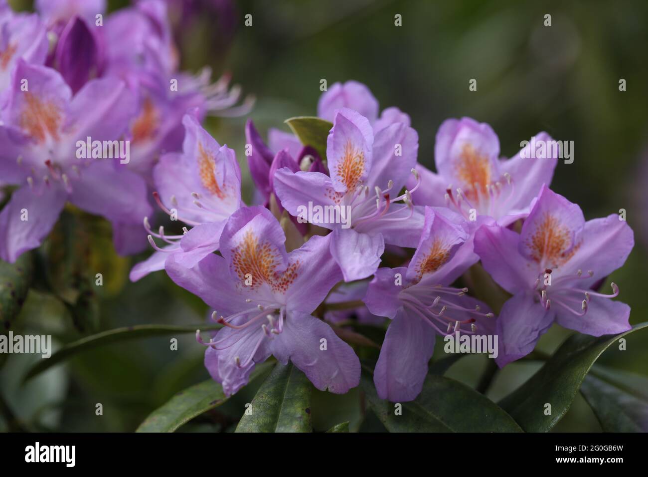 Gardening  concept - Rhododendron x Roseum Elegans Stock Photo