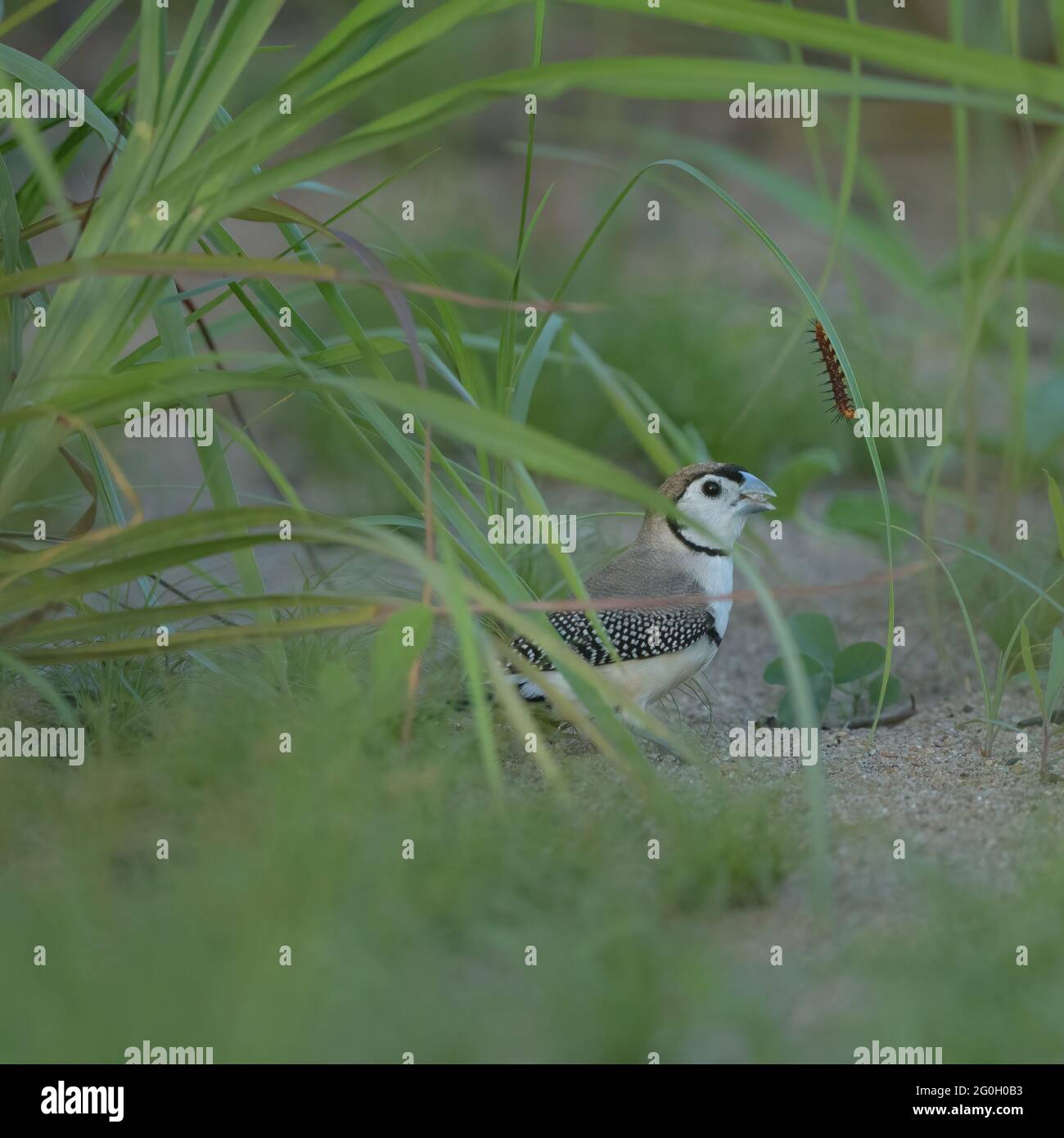 Double-barred Finch, Taeniopygia bichenovii foraging on the ground with ...