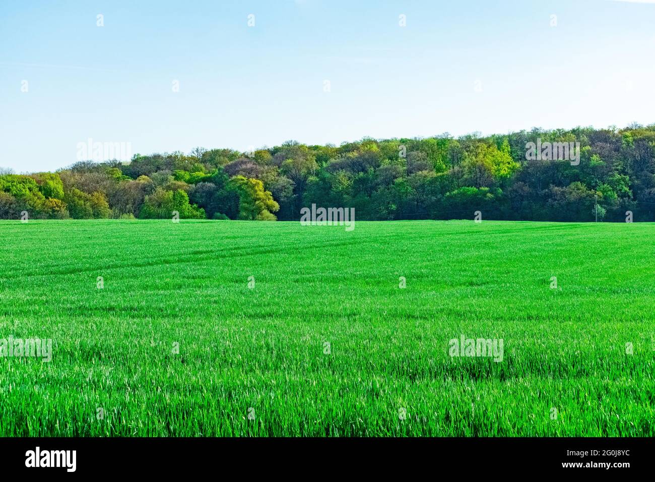Beautiful green field and blue sky Stock Photo - Alamy