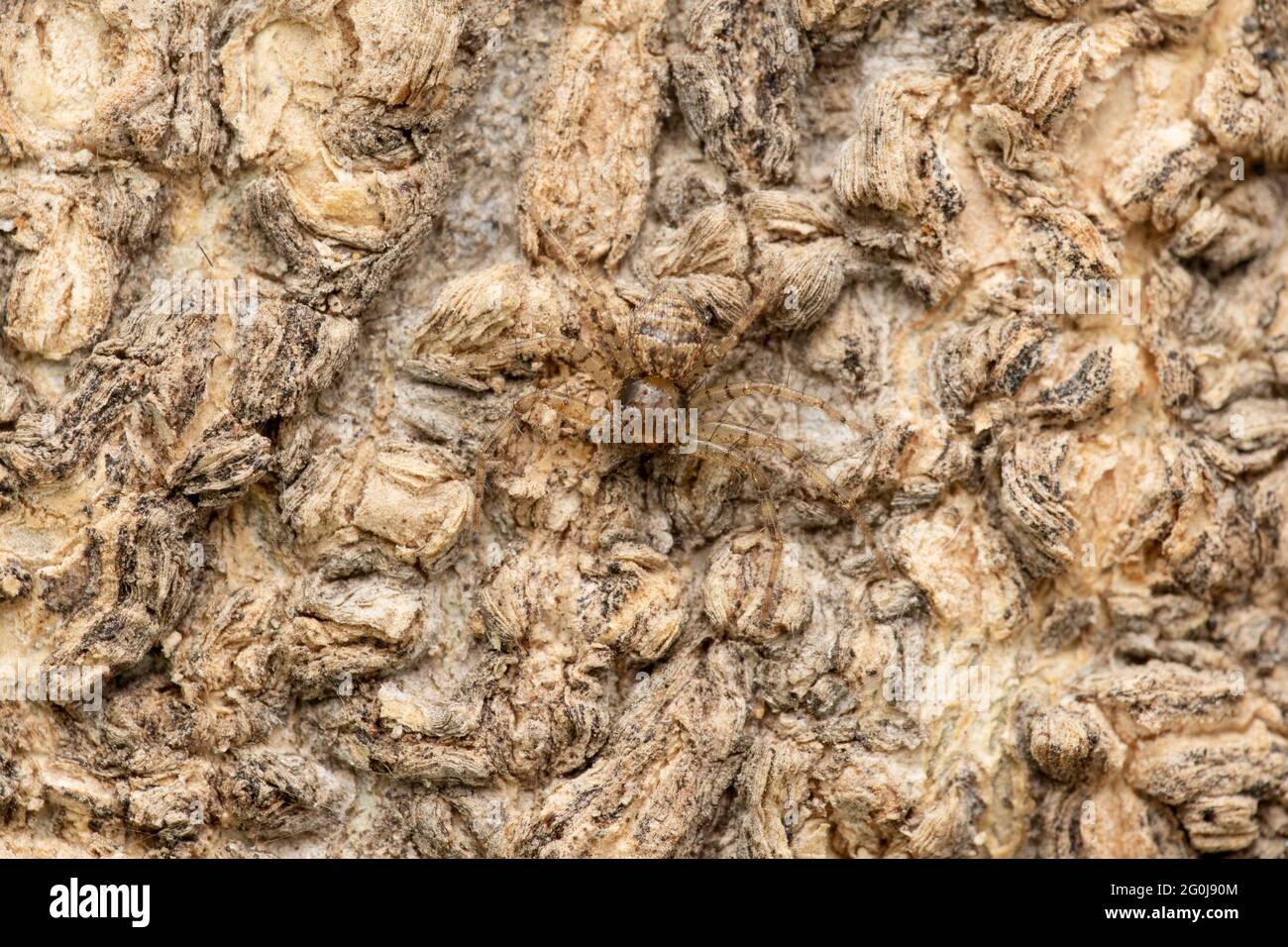 Entelegyne spiders hi-res stock photography and images - Alamy