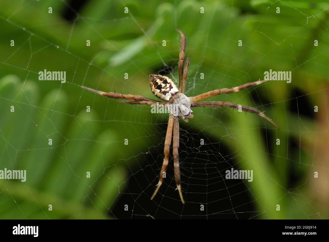 Closeup of Signature spider, Argiope melanura, Satara, Maharashtra, India Stock Photo