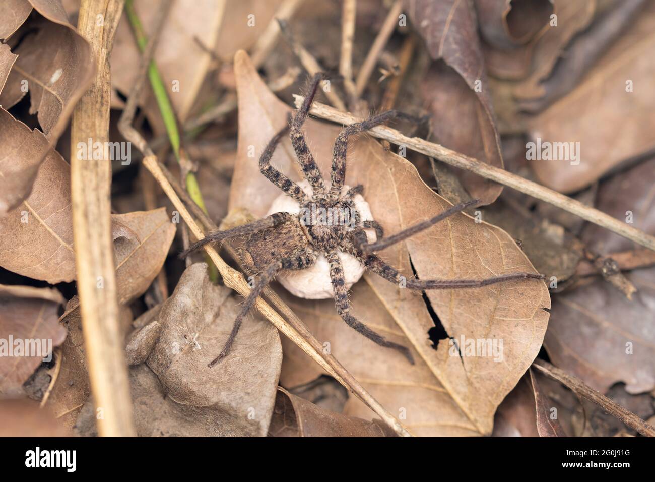 Female, Ground Huntsman Spider with eggsack, Heteropoda venatoria, Satara, Maharashtra, India Stock Photo
