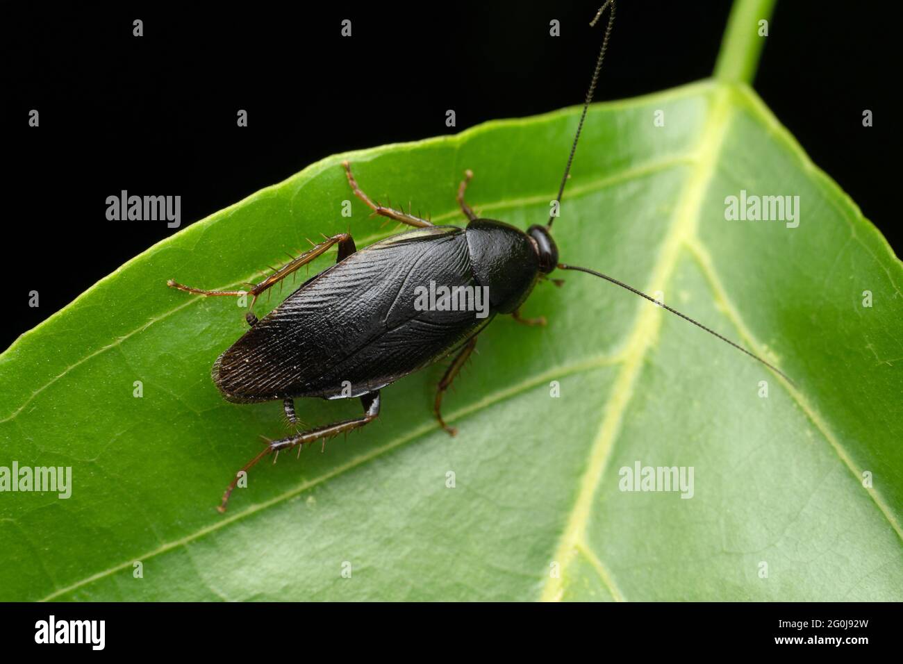 Forest cockroach, Ectobius sylvestris, Satara, Maharashtra, India Stock Photo