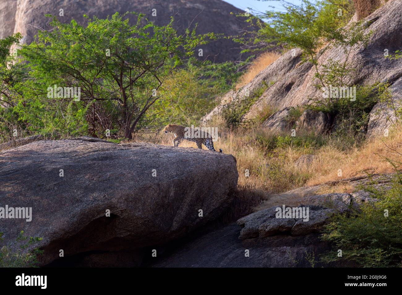 Indian leopard or Panthera pardus fusca in Aravalli hills region Jawai Bera Rajasthan India Stock Photo