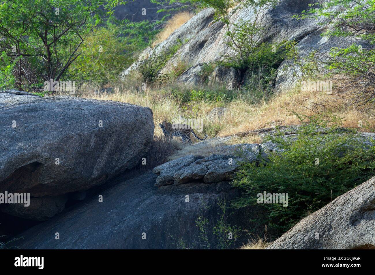 Indian leopard or Panthera pardus fusca in Aravalli hills region Jawai Bera Rajasthan India Stock Photo