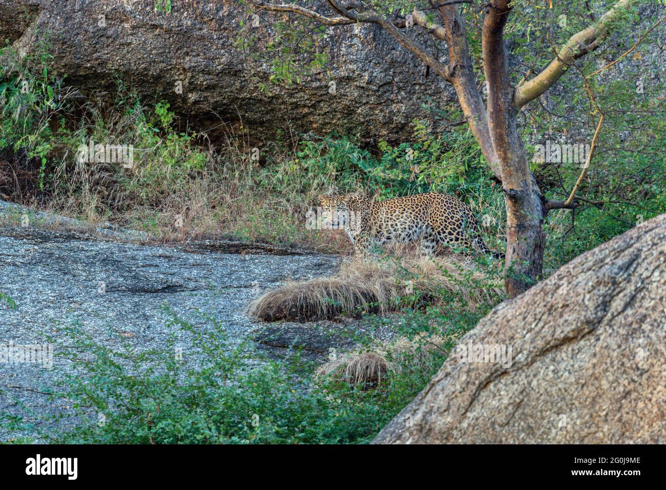 Indian leopard or Panthera pardus fusca in Aravalli hills region Jawai Bera Rajasthan India Stock Photo