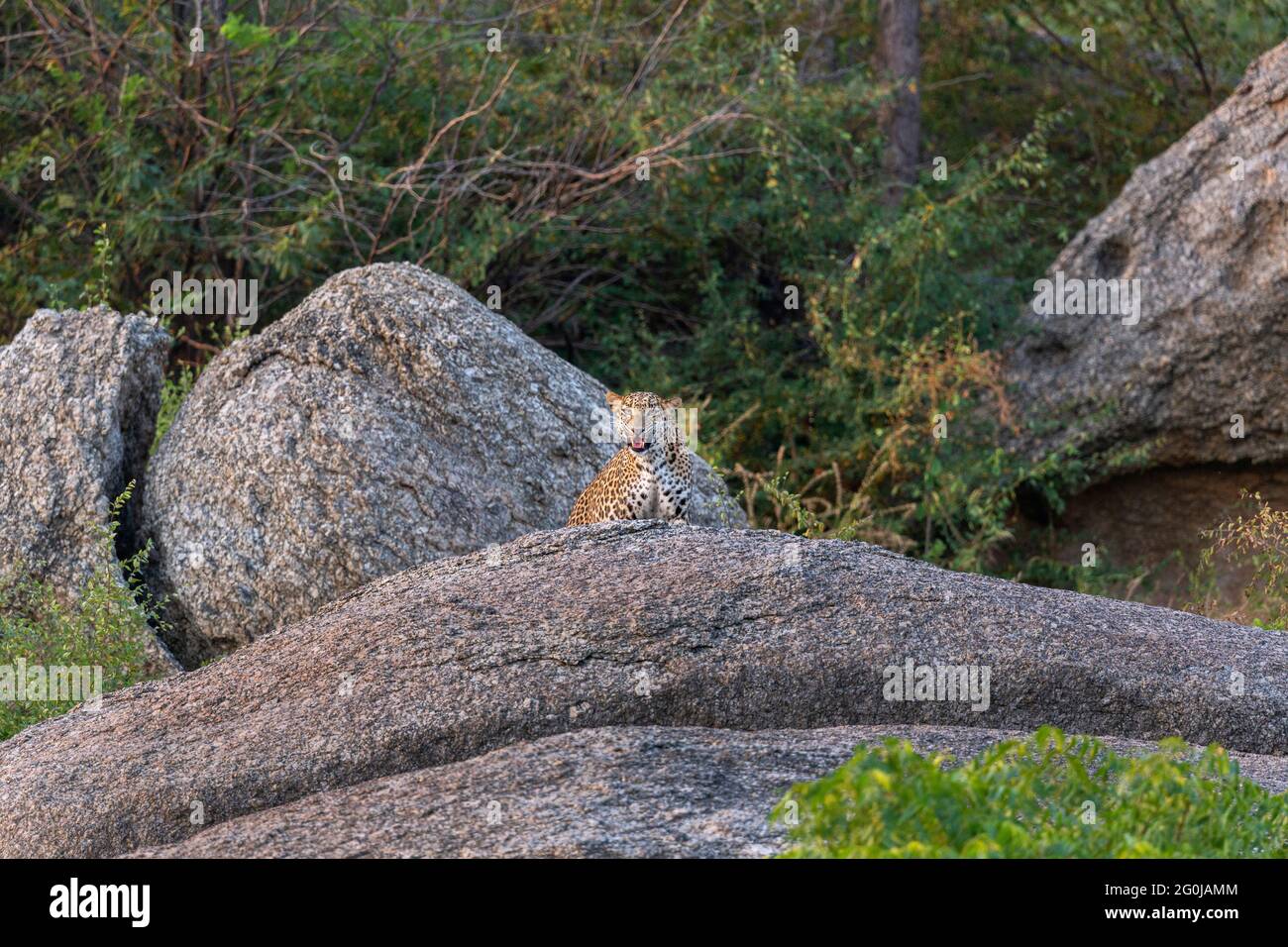 Indian leopard or Panthera pardus fusca in Aravalli hills region Jawai Bera Rajasthan India Stock Photo