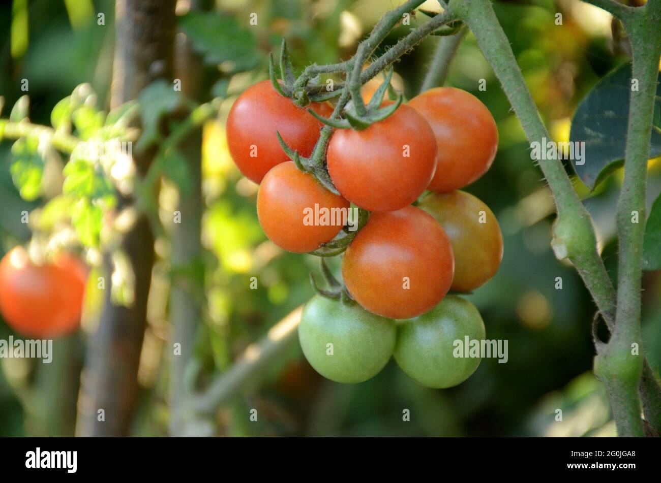 closeup bunch the red ripe tomato growing with leaves and plant in the ...